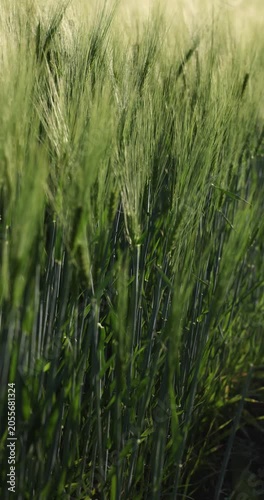 Green barley field swaying in the wind
