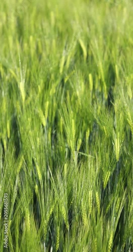 Green wheat field swaying in the wind
