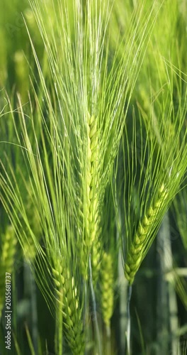Green barley ear swaying in the wind on a sunny day