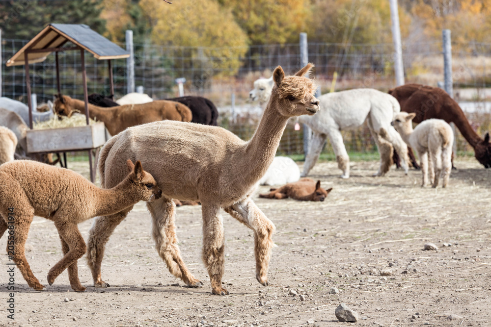 Obraz premium Herd of alpacas with baby crias walking together on a farm in autumn