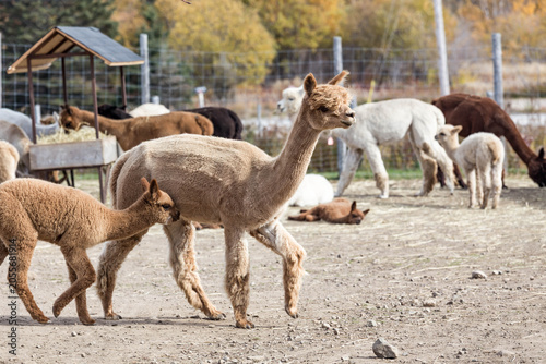 Herd of alpacas with baby crias walking together on a farm in autumn