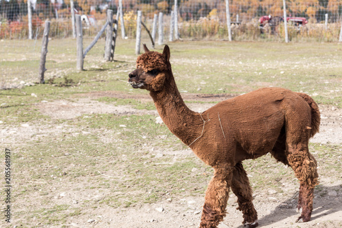 Brown alpaca with shorn body walking on a farm field in autumn