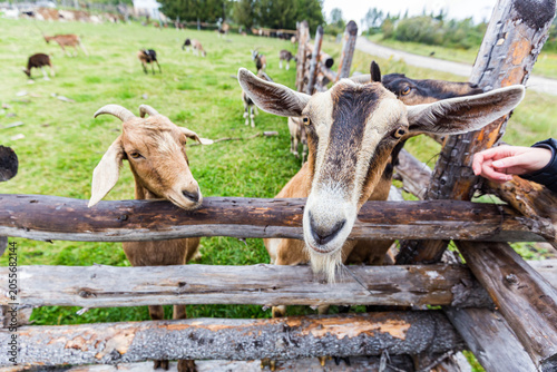 Goats Being Hand-Fed Over Rustic Fence on Farm, Charlevoix, Quebec