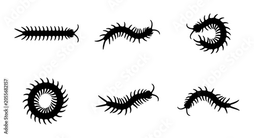 Obraz na płótnie Black Centipede Silhouettes, Insect Vector Art Collection, Arthropod Poses, Cree