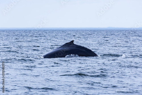Humpback Whale Arching Back Before Dive, St. Lawrence River, Tadoussac