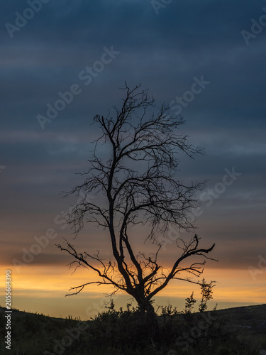 Beautiful sunset over a dry, leafless tree