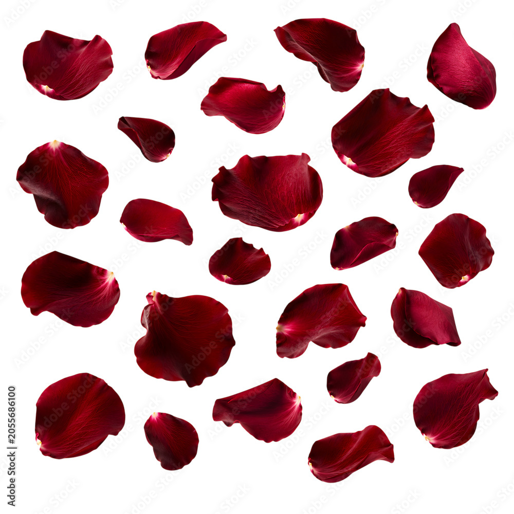 Fototapeta premium Red Rose Petals Scattered Isolated Romantic Floral Decoration Transparent PNG