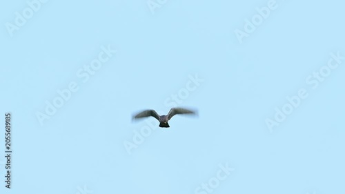 Common Kestrel Hovering in the Sky While Hunting in Slow Motion Falco tinnunculus Close up