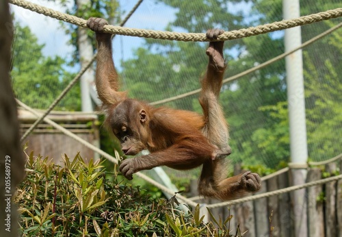 Tableau sur toile Sumatran orangutan