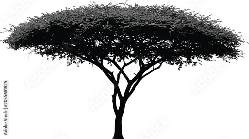 Acacia tree silhouette vector illustration african landscape design element