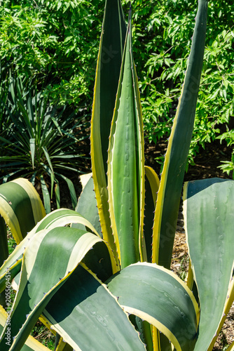 American agave (Agave americana) striped — species of Agave genus, Agave subfamily, Asparagus family in landscape on Olympic Embankment in Sirius, new village in Imereti lowland near resort Sochi