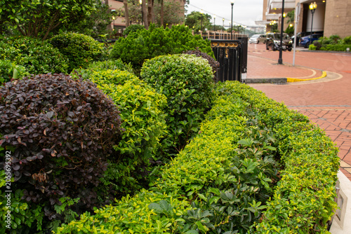 Urban green hedges and bushes lining city sidewalk and street under daylight