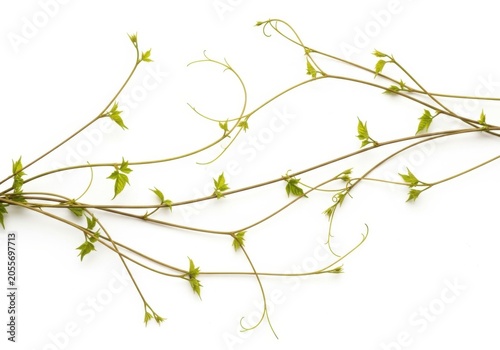 Young green vine shoots with tendrils and small leaves isolated on white background