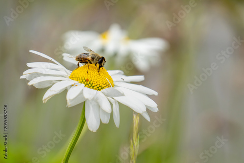 Foto A bee is sitting on a white daisy flower that is part of a blooming meadow, sipp