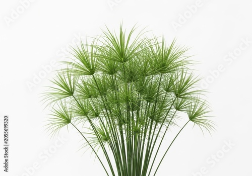 Cyperus papyrus plant isolated on white background