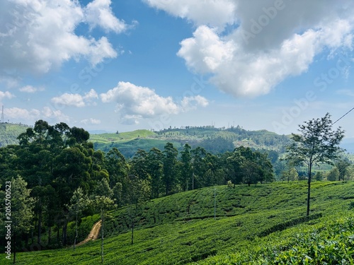 Lush Green Tea Plantation on Rolling Hills Under a Cloudy Blue Sky