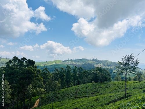 Lush Green Tea Plantation on Rolling Hills Under a Cloudy Blue Sky