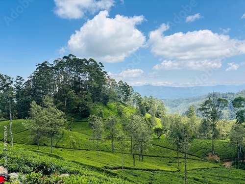 Lush Green Tea Plantation on Rolling Hills Under a Blue Sky with White Clouds
