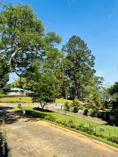 Lush Green Trees and Lush Vegetation on a Sunny Day with Clear Blue Sky