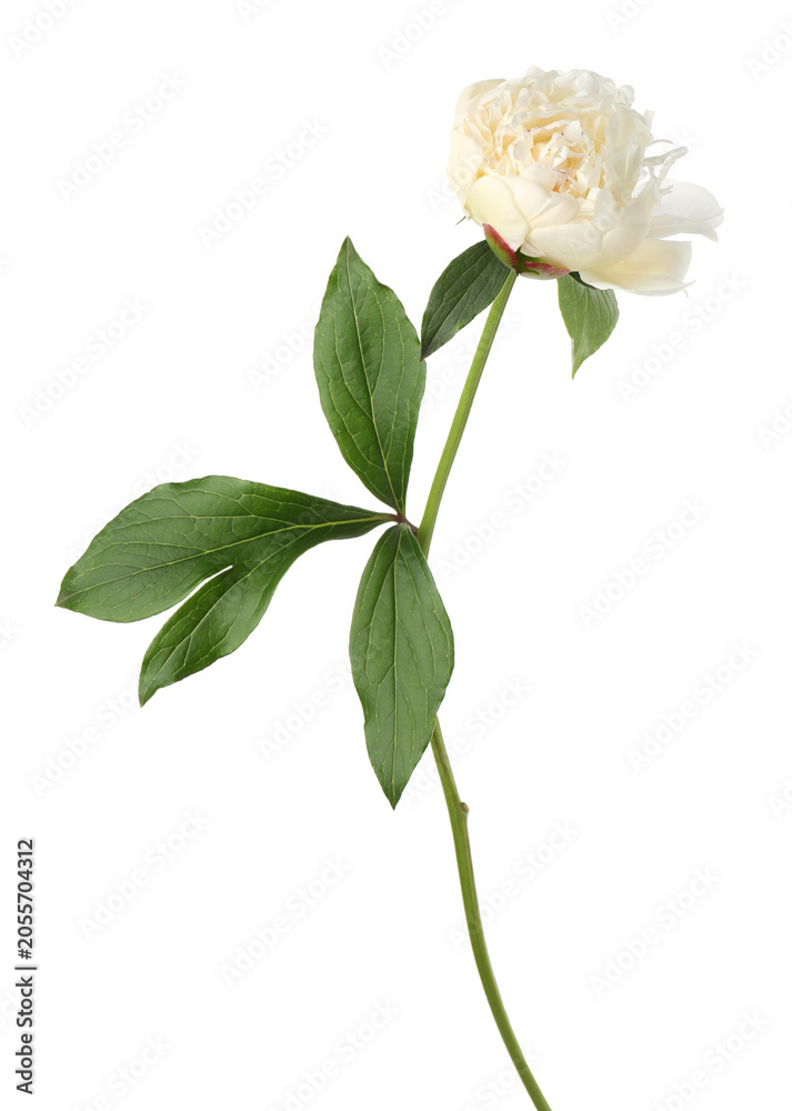 Obraz premium Beautiful peony flower with green leaves isolated on white
