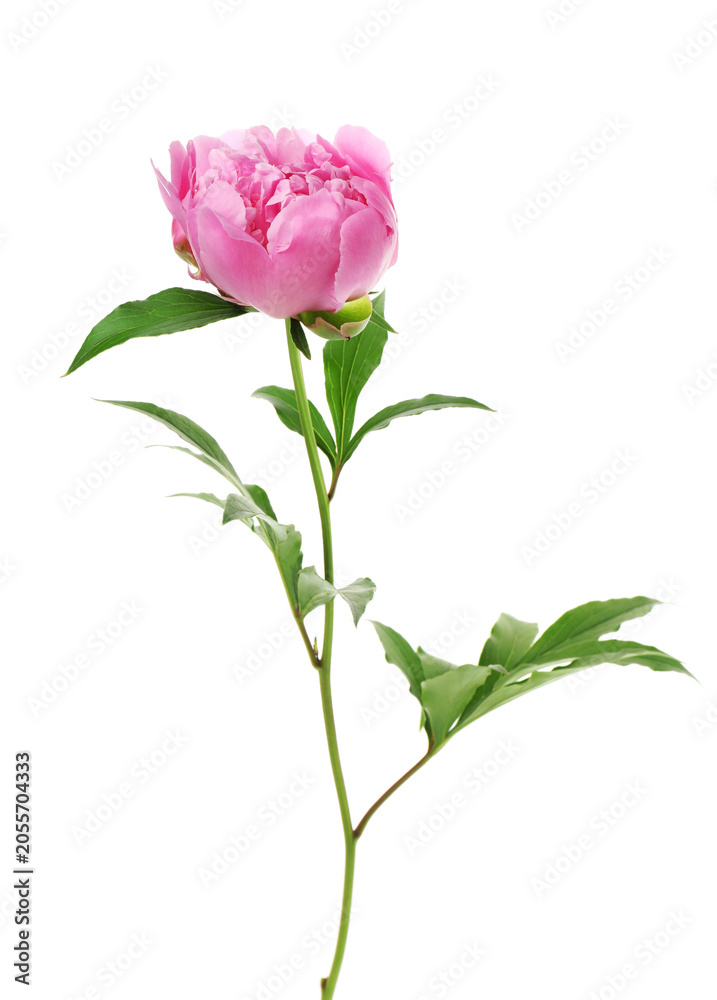 Fototapeta premium Beautiful pink peony flower with green leaves isolated on white