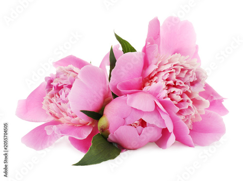 Beautiful pink peonies with green leaves isolated on white