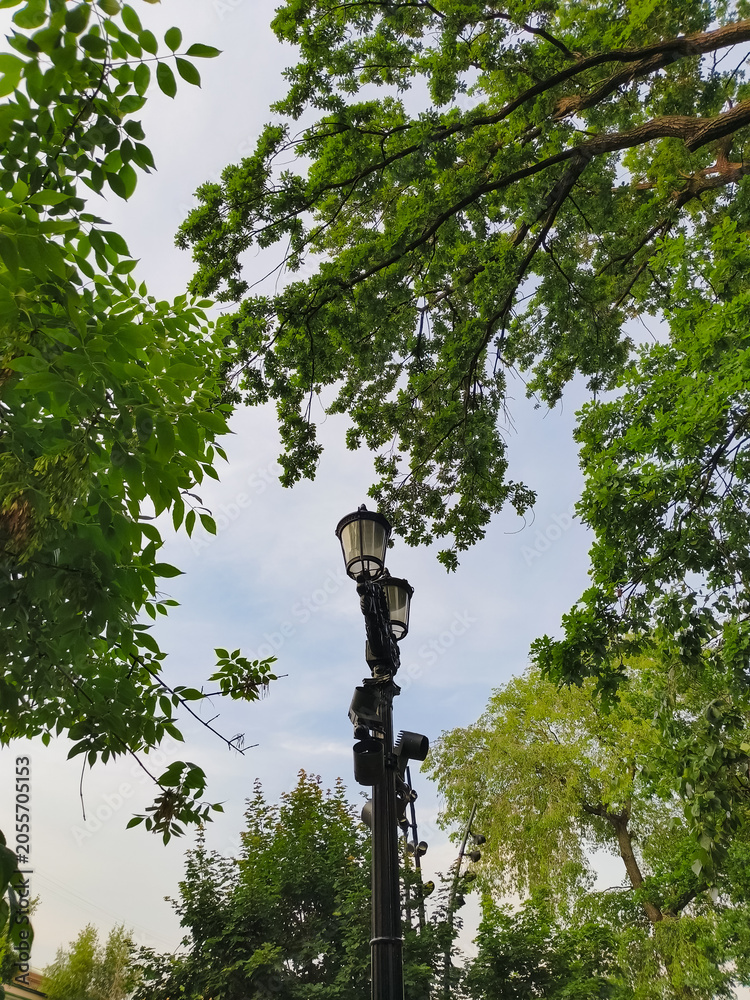 Fototapeta premium Bright green ash leaves in sunny day on blue sky background near street lamp in the park. Closeup fresh summer natural frame. Nobody, no people