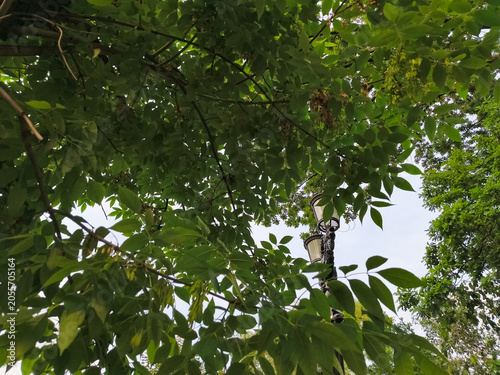 Bright green ash leaves in sun light rays isolated on blue sky background near street lamp. Closeup fresh summer natural frame. Nobody, no people