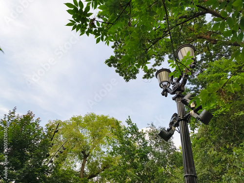 Bright green ash leaves in sunny day on blue sky background near street lamp in the park. Closeup fresh summer natural frame. Nobody, no people