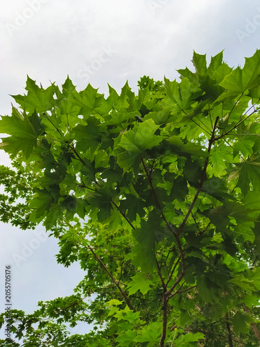 Bright green maple leaves in sun rays isolated on blue sky background. Closeup fresh summer natural frame. Nobody, no people