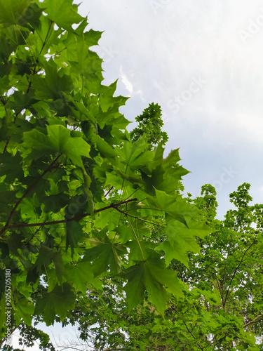 Bright green maple leaves in sun rays isolated on blue sky background. Closeup fresh summer natural frame