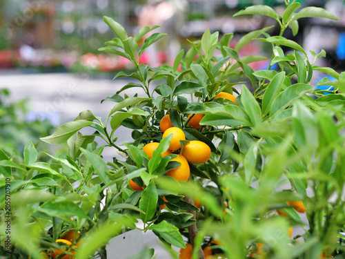 Foto A vibrant close-up shot highlights a 
calamondin citrus plant packed with small, 
oval-shaped orange fruits hanging heavily 
from green branches