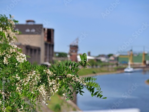 Obraz na płótnie Close-up shot of blooming 
white black locust or acacia flowers and 
fresh green leaves on a branch