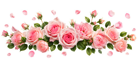 Beautiful pink rose flower border arrangement with green leaves and falling petals, isolated floral garland element for wedding and greeting card design