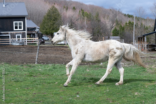 A beautiful white horse running in a field