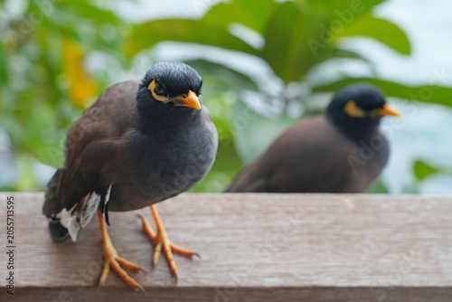 Foto View of a common myna, or Indian mynah, bird in Mahe, Seychelles