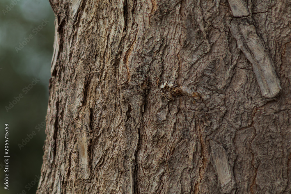 Fototapeta premium arbol