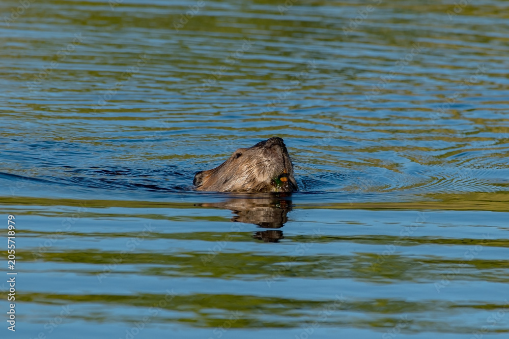 Naklejka premium American Beaver with teeth visible