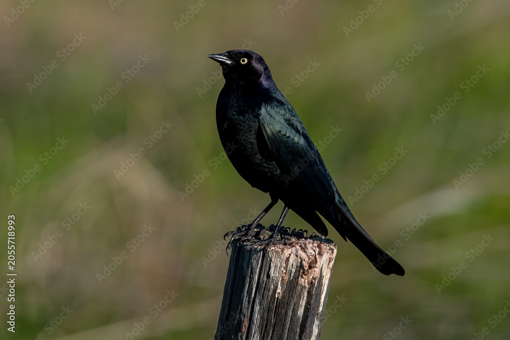 Fototapeta premium Brewer's Blackbird (Euphagus cyanocephalus)