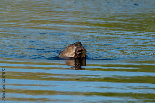 Quadro em tela American Beaver with food