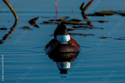 Vászonkép Ruddy Duck (Oxyura jamaicensis)