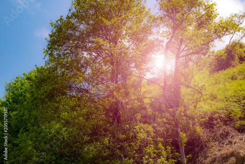 Sunbeams streaming through lush green forest canopy. Sunlight filtering through dense green tree leaves. The warm lens flare creates a hopeful and ethereal atmosphere of natural beauty and growth.