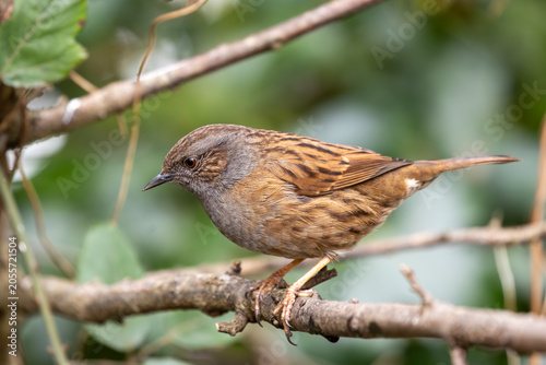 Photography Dunnock Close-Up