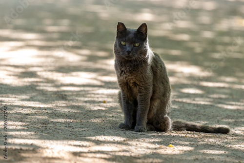 Canvas Print Grey Cat in Dappled Light