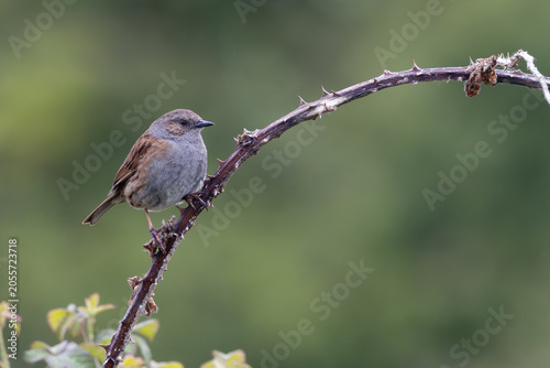Canvas Print Dunnock on a Bramble Cane