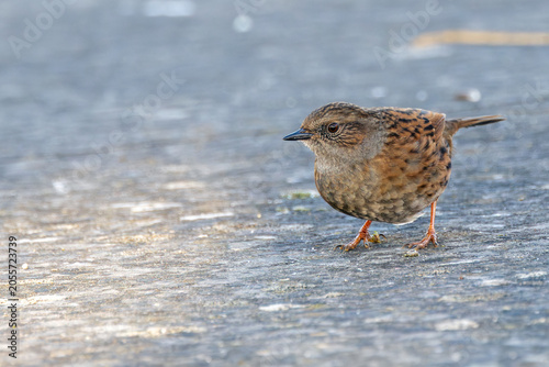 Photography Dunnock on Concrete