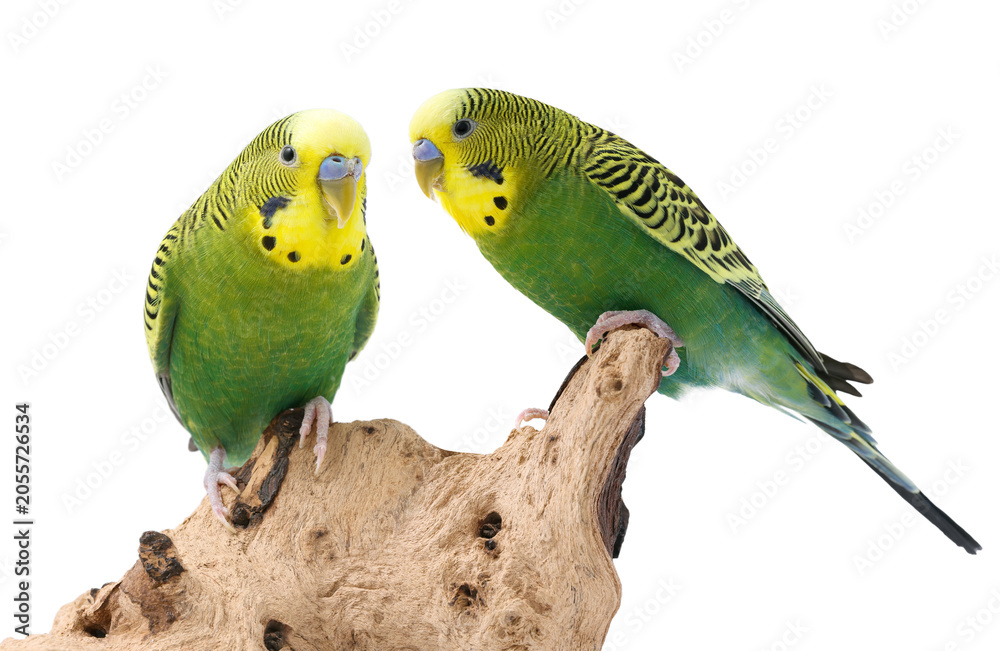 Obraz premium Bright parrots on wood against white background. Cute pet
