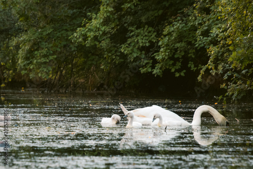 Quadro em tela Adult swan and cygnets swimming on calm river near lush green forest
