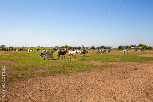 Brazilian cattle herd grazing on rural farm pasture
