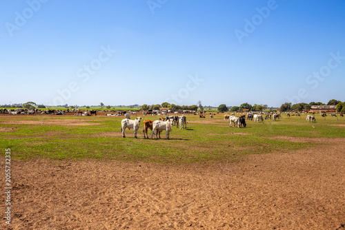 Brazilian cattle herd grazing on rural farm pasture
